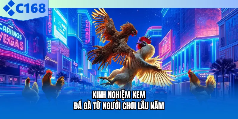Kinh nghiệm xem đá gà từ người chơi lâu năm Kinh nghiệm xem đá gà từ người chơi lâu năm